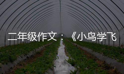 文鸟学小二年飞翔级作